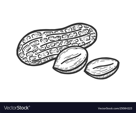 Peanut Sketch Engraving Royalty Free Vector Image