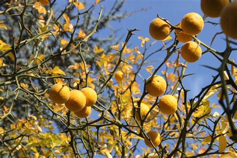 Tangerine Tree Fruit Free Photo On Pixabay Pixabay