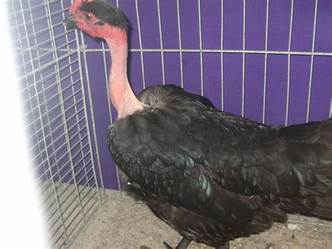 Breed Savers Naked Necks Chickens That Look Like Turkeys