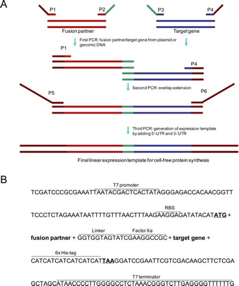 Three Step Pcr Reactions To Assemble Linear Expression Open I