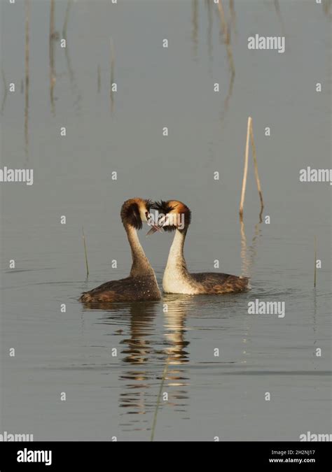 Great Crested Grebe Podiceps Cristatus Courtship Display Stock Photo