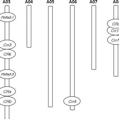 Chromosomal Locations Of The Clubroot Resistant Qtls Identified So