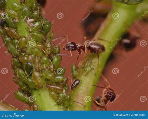 Ants and aphids stock image. Image of black, garden - 256555039