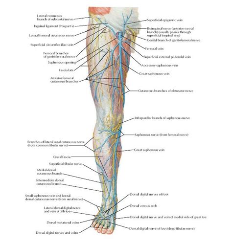 Superficial Nerves And Veins Of Lower Limb Anterior View Anatomy