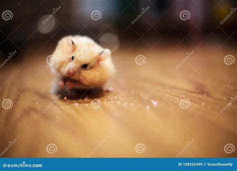 Cute Orange And White Syrian Or Golden Hamster Mesocricetus Auratus