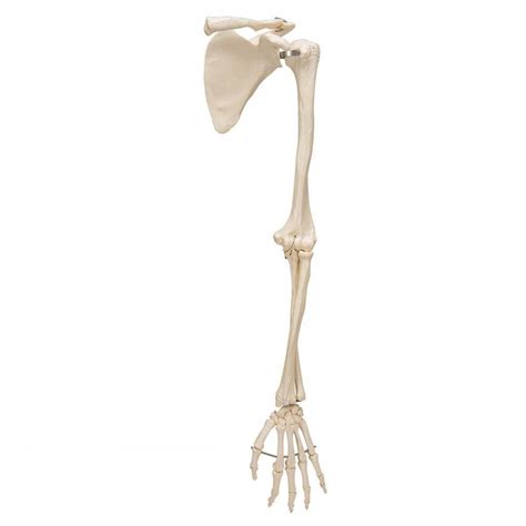 3B Scientific A46L Arm Skeleton With Scapula Clavicle Model 3B Smart