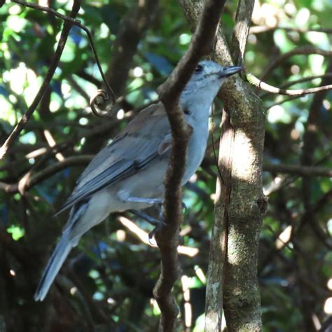 Grey Shrikethrush From O Reilly QLD 4275 Australia On February 28