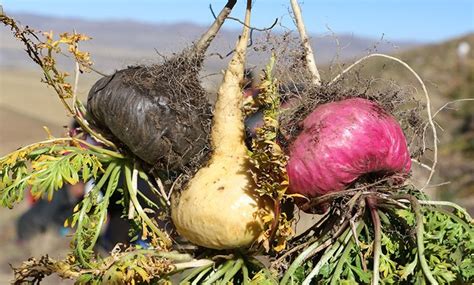 A Guide To Peruvian Superfoods Aracari Travel