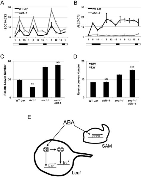 The Inhibitory Role Of Aba In Flowering Requires Soc1 A And B