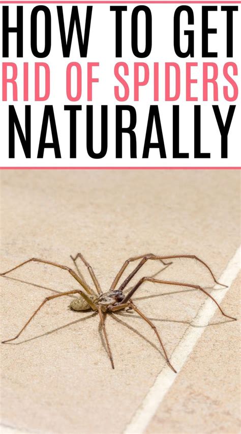 How To Get Rid Of Spiders Get Rid Of Spiders Beauty Tips And Secrets