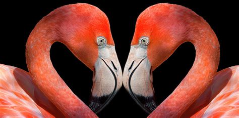 Kissing Flamingos By Dean Fikar