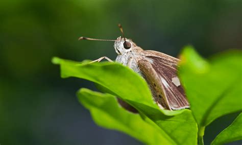 Lonomia Obliqua Moth