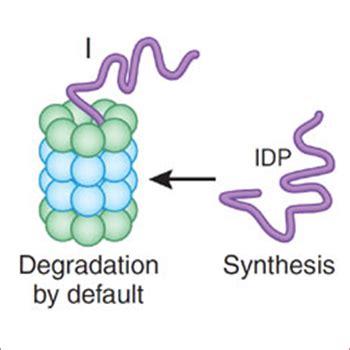 Intrinsically Disordered Proteins IDPs Yosef Shaul S Lab