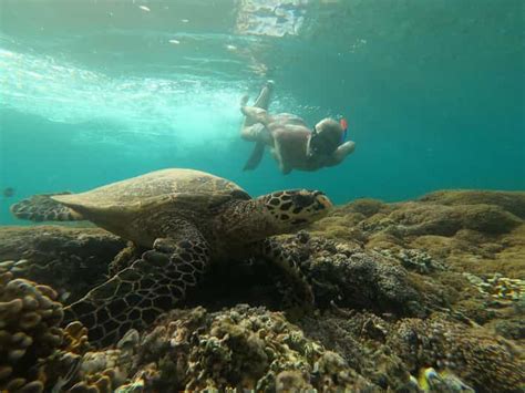 ギリ・アイル発：ウミガメと一緒に3つの島を巡るシュノーケリングツアー Getyourguide