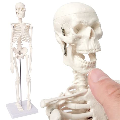 Buy Mini Human Skeleton Model For Anatomy Full Body Human