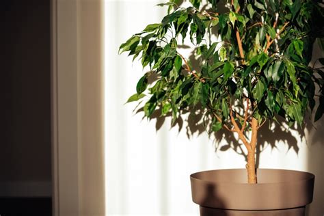 Can a Ficus Tree Live Outside in Winter? Find Out Now - Foliage Friend ...