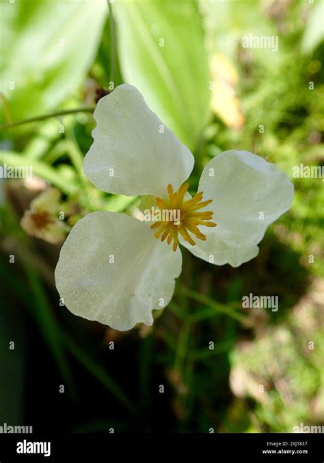 Broadleaf Arrowhead Sagittaria Latifolia Plantae Stock Photo Alamy