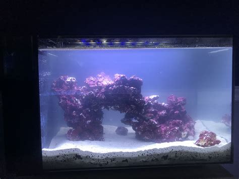 Fluval Evo 13 5 First Tank Nano Reef Journals Nano Reef Community