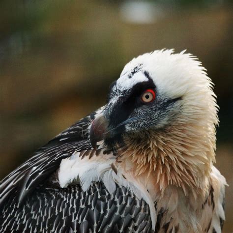 Gypaète barbu ZooParc de Beauval