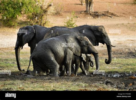 Rolling In Mud Hi Res Stock Photography And Images Alamy