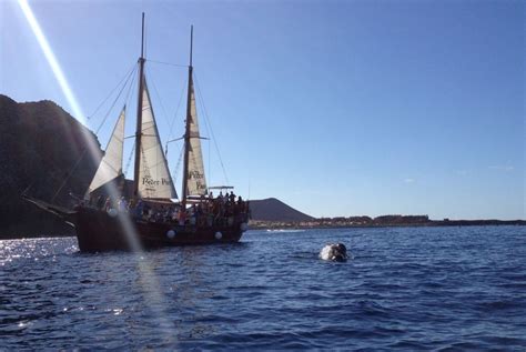 Los Cristianos Excursión en Velero para Avistar Ballenas y Refrescos