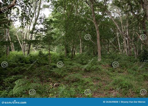 Spring in Sherwood Forest, Nottingham, UK Stock Photo - Image of sherwood, scrub: 263649808