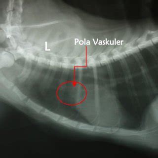 Pneumonia In Cats X Ray Laquanda Caudill