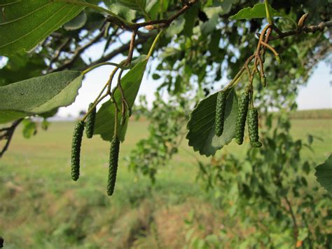 Free Images Tree Branch Fruit Leaf Flower Food Green Produce