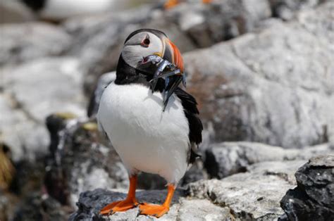 Atlantic Puffin Eating Fish Stock Photos, Pictures & Royalty-Free Images - iStock