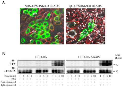 Cells Free Full Text Functional Role Of Agap2pike A In Fcγ