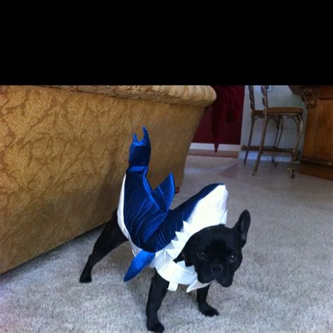 Shark costume...for dog. | Shark costumes, Cute animals, Pets