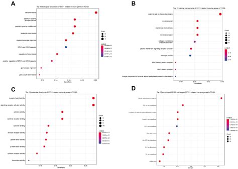 Functional Enrichment Analysis Of Stc1 Related Immune Genes In Tcga