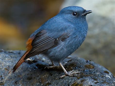 Plumbeous Redstart - eBird