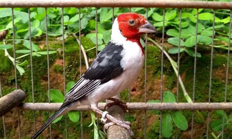 Cardeal do nordeste vítima do tráfico passa por cirurgia de catarata