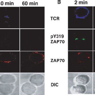 Lck And Zap Are Activated At The Periphery Of The Immuno Logical