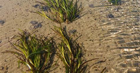 Seed To Meadow Developing Intertidal Seagrass Restoration