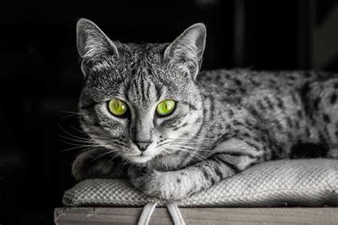 The 10 Cat Breeds With The Coolest Green Eyes