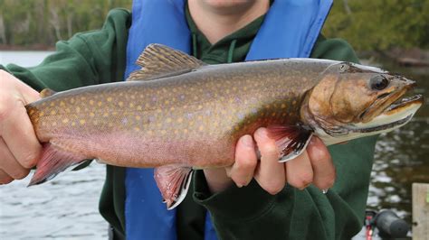 Catching Early Spring Brook Trout Northern Ontario 2021 Youtube