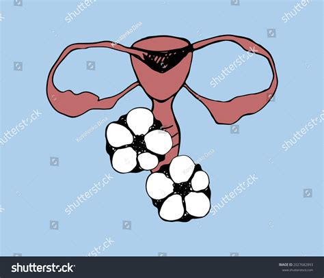 Visualization Structure Female Reproductive System Schematic เวกเตอร์