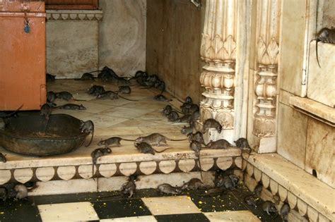 Bikaner Deshnoke Karni Mata Temple The Karni Mata Tem Flickr