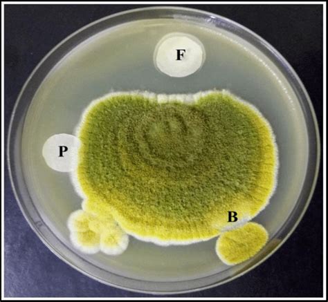 Antifungal Activity Of Iu Cbp Against Aspergillus Flavus Disc F Was Download Scientific