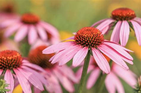 How To Harvest Coneflowers For A Wonderful Flower Display Next Year