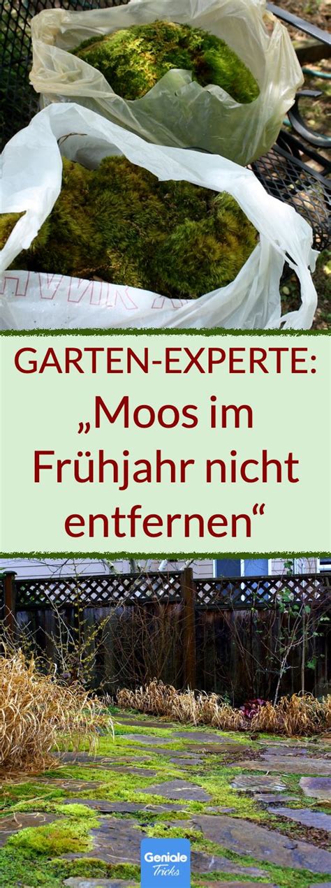 Garten Experte Moos im Frühjahr nicht entfernen Garten anpflanzen