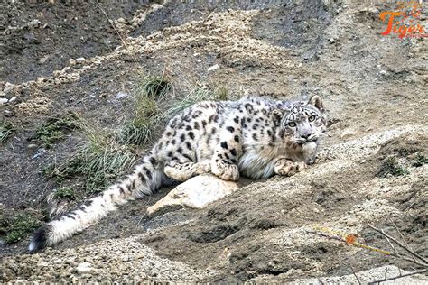 Snow Leopard Encounter In Nepal Snow Leopard Tour Manang Tiger