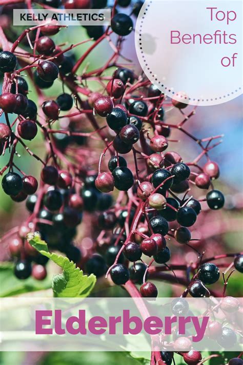 Health Benefits Of Elderberry Kelly Athletics Holistic Nutritionist