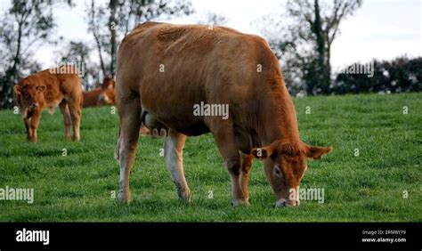 Limousin Domestic Cattle Cows And Calves Loire Countryside In France