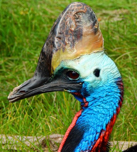 Southern Cassowary Project Noah