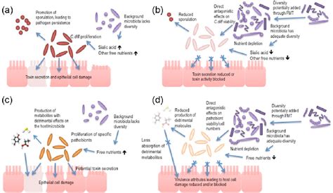 Figure 1 From Fecal Microbiota Transplantation In Perspective