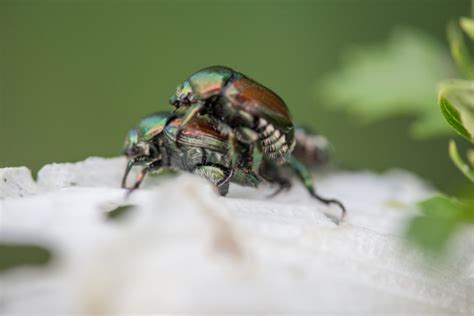 Dealing With Japanese Beetles From Lawn Grub To Binging Beetle