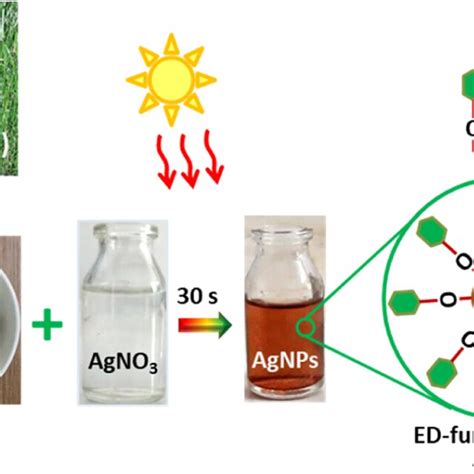 Illustration Of The Green Synthesis Of ED Functionalized AgNPs Using